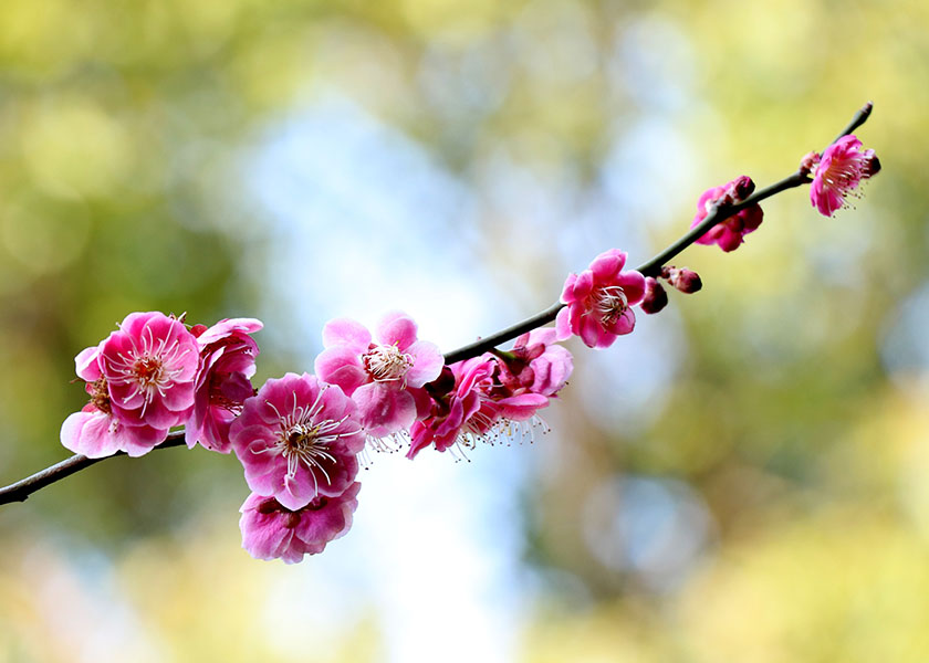 Image for article An Additional 2,257 People Signed a Petition Calling for the Release of Falun Gong Practitioners in Qinhuangdao